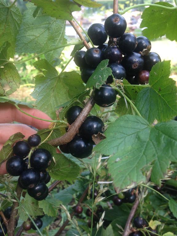 Agriturismo Soreie - Farmstay فيغو دي فاسا المظهر الخارجي الصورة